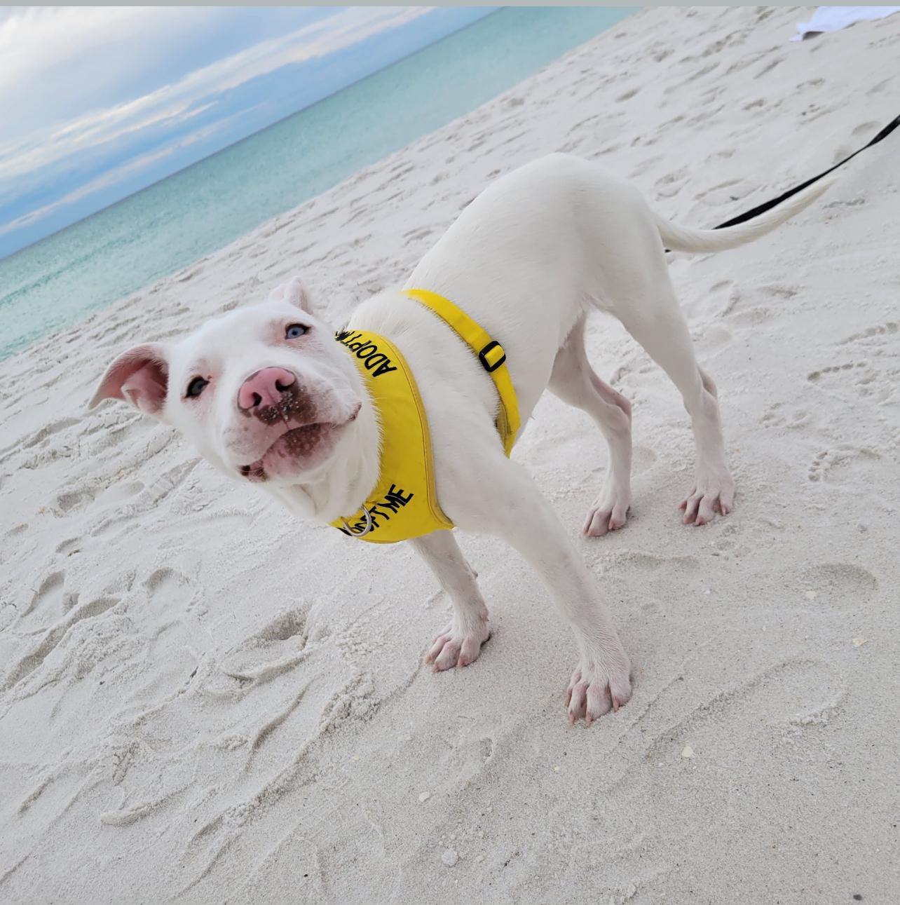 Austin ( Stone cold)