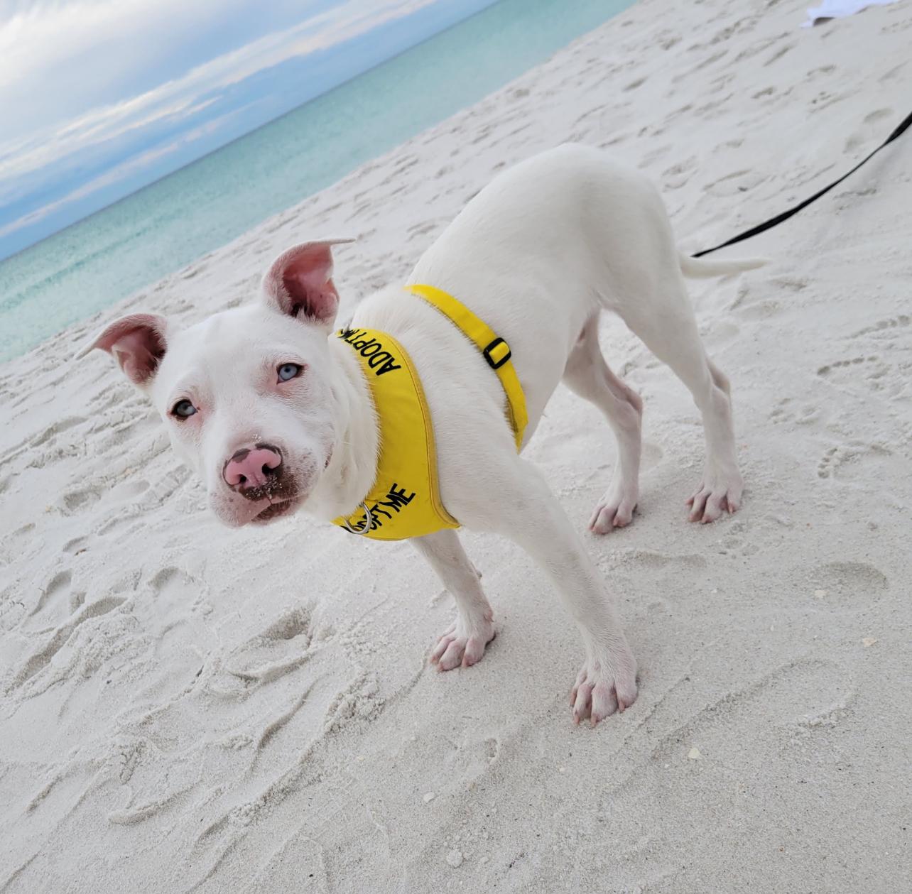 Austin ( Stone cold)