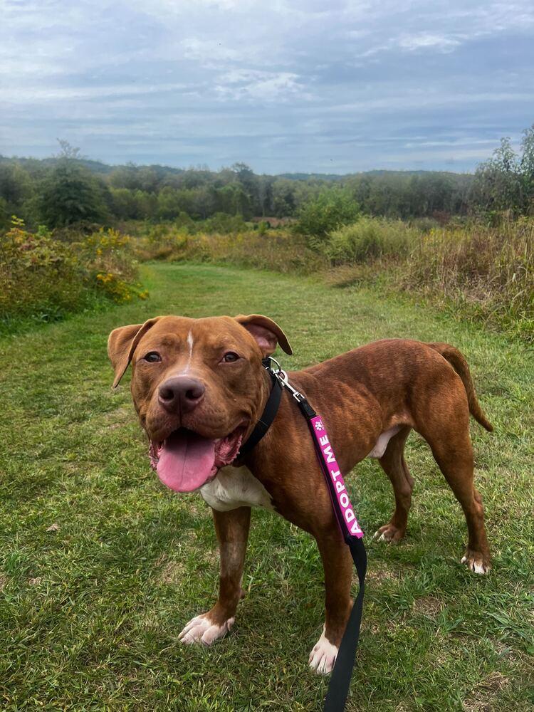 Benny, Adopted, Adult Male Mixed Breed.