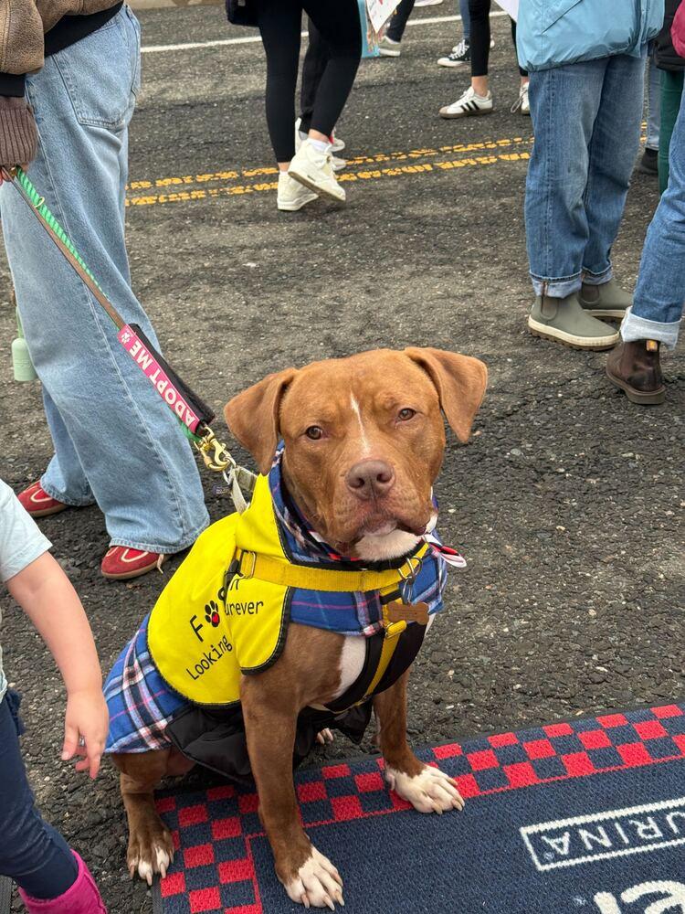 Benny, Adoptable, Adult Male Mixed Breed.