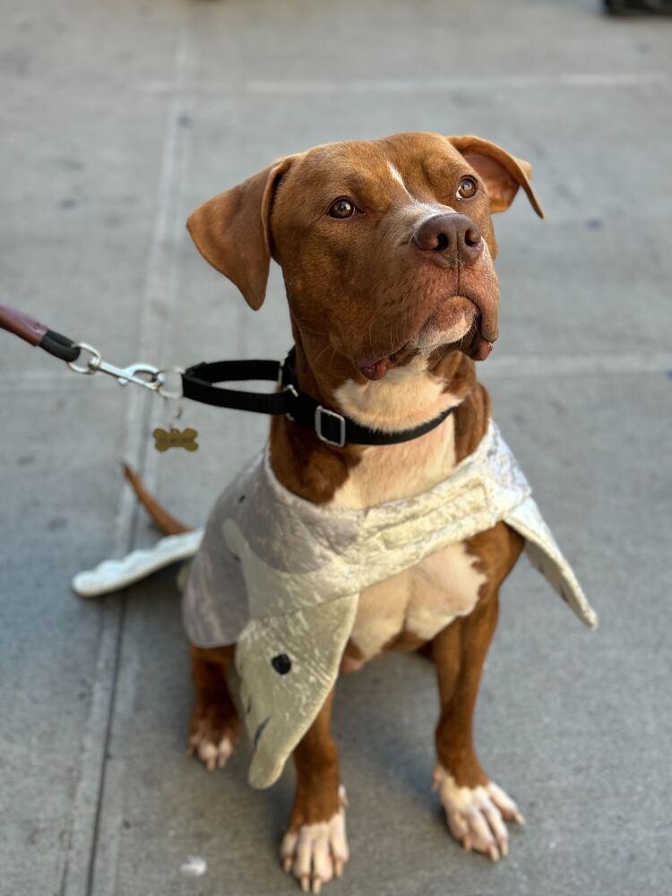 Enlarge Benny, a Adoptable mixed breed in Ridgewood, NJ image 2/6