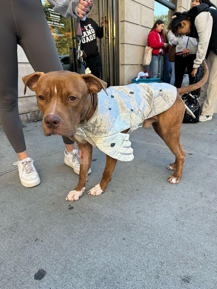 Enlarge Benny, a Adoptable mixed breed in Ridgewood, NJ image 3/6