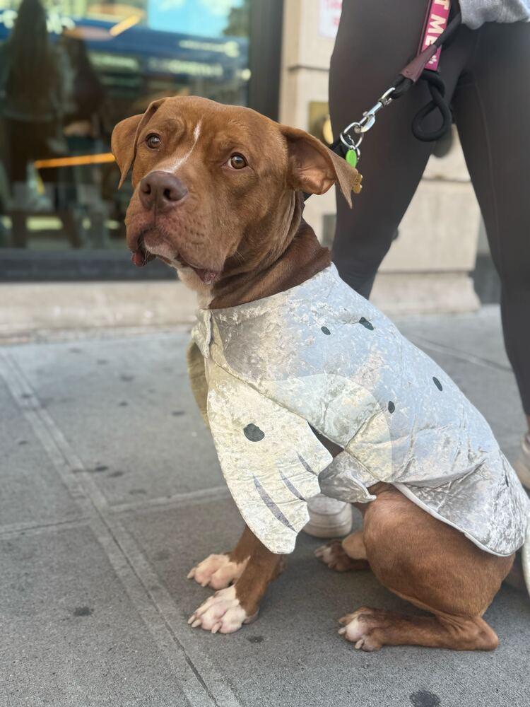 Enlarge Benny, a Adoptable mixed breed in Ridgewood, NJ image 4/6