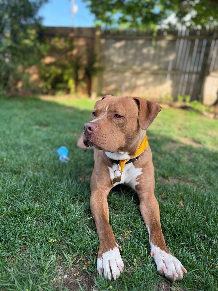 Enlarge Benny, a Adoptable mixed breed in Ridgewood, NJ image 3/6