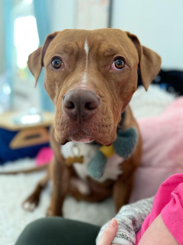 Enlarge Benny, a Adoptable mixed breed in Ridgewood, NJ image 4/6