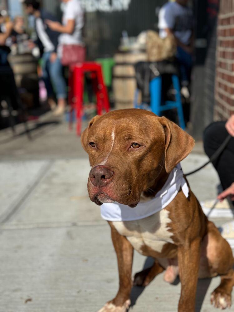 Enlarge Benny, a Adoptable mixed breed in Ridgewood, NJ image 5/6