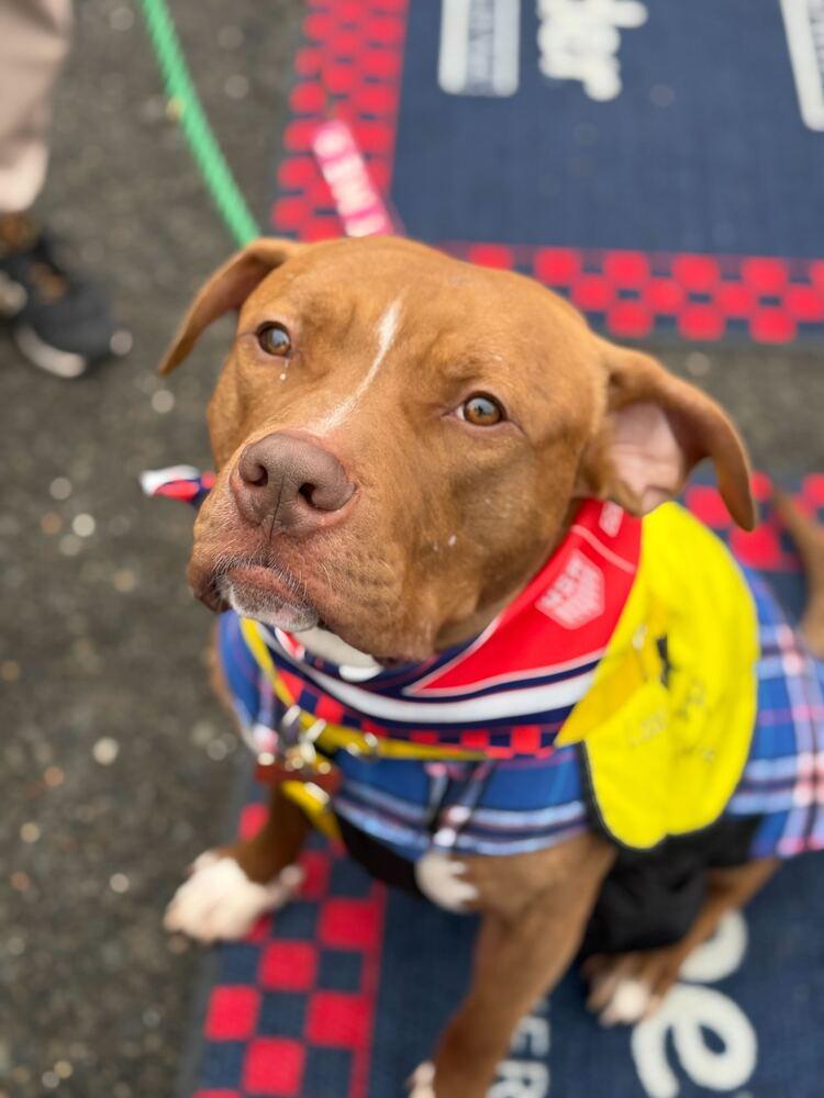 Enlarge Benny, a Adoptable mixed breed in Ridgewood, NJ image 6/6