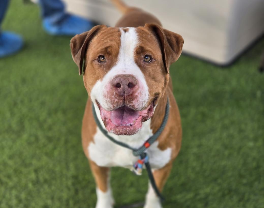 BUTTERSCOTCH, Adoptable, Adult Male American Bulldog.