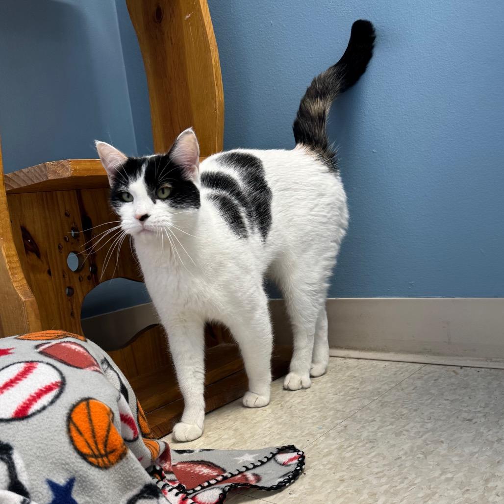 Piper, Adoptable, Adult Female Domestic Short Hair & Domestic Short Hair.