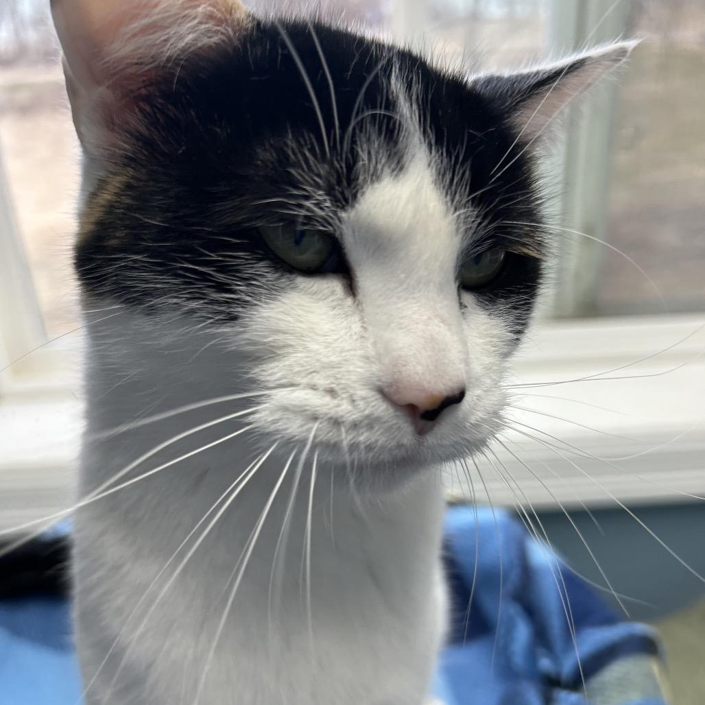 Enlarge Piper, a Adoptable mixed breed in Milford, IA image 2/6