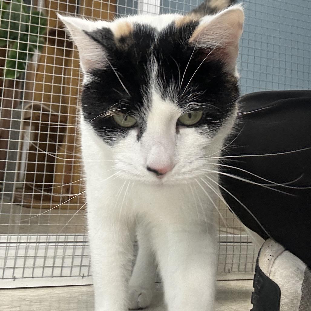 Enlarge Piper, a Adoptable mixed breed in Milford, IA image 3/6