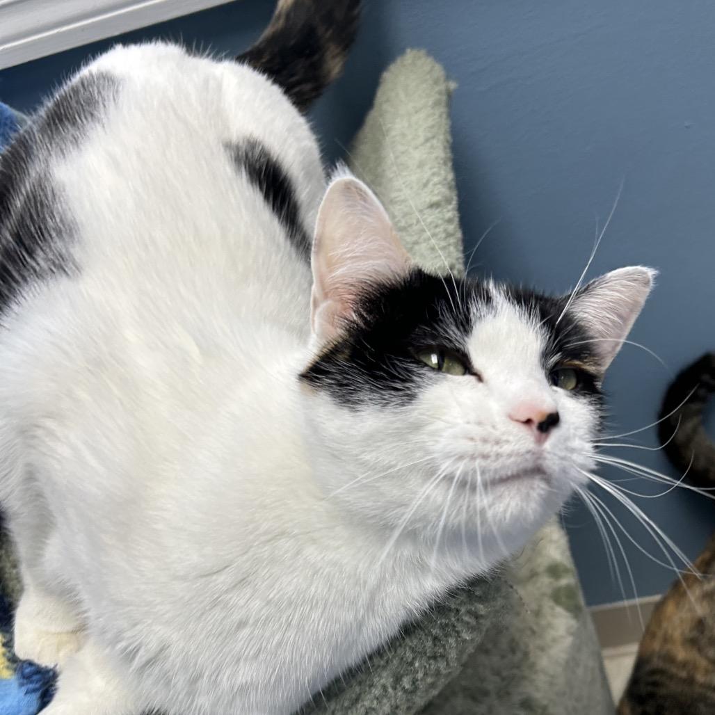 Enlarge Piper, a Adoptable mixed breed in Milford, IA image 4/6