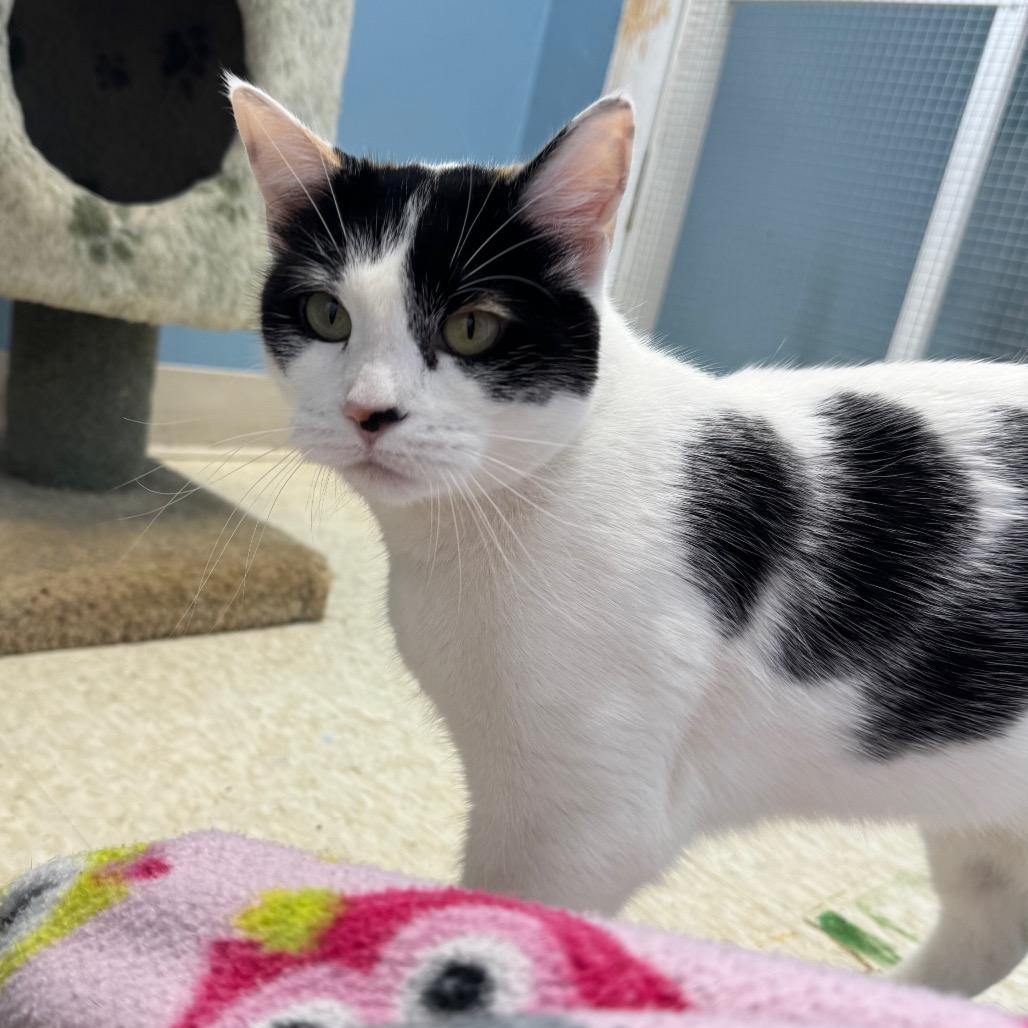 Piper, a Adoptable mixed breed in Milford, IA image 2/2