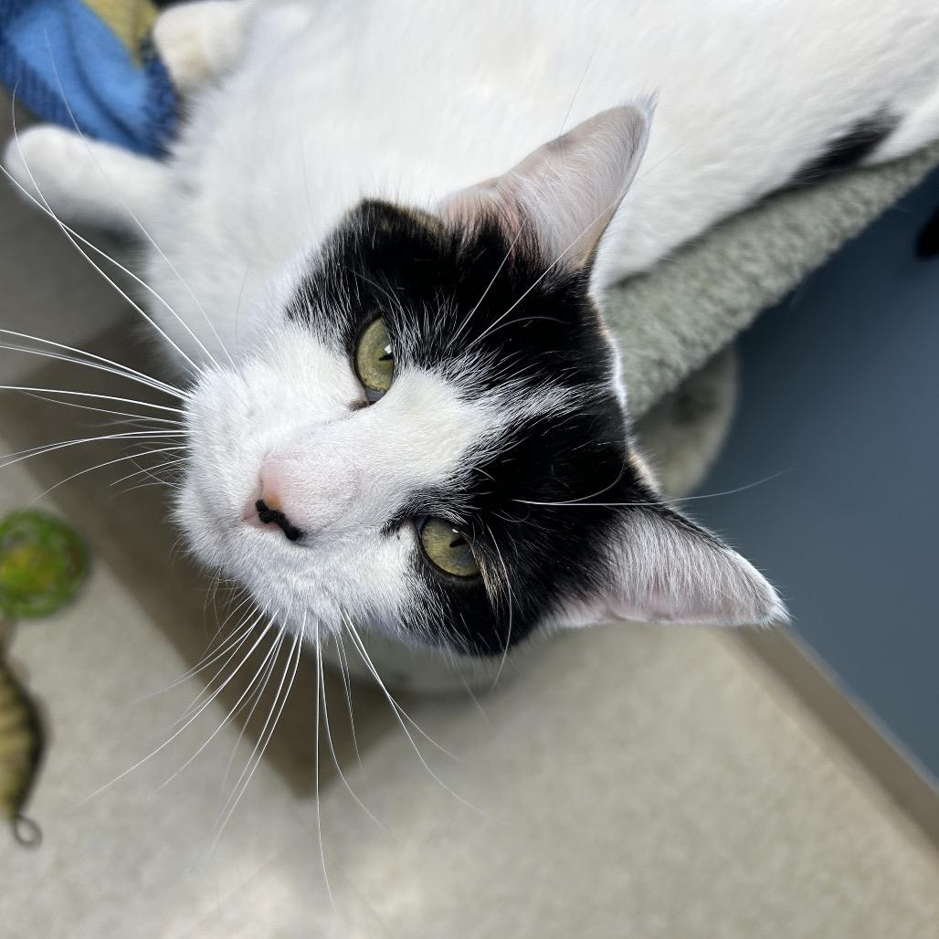 Enlarge Piper, a Adoptable mixed breed in Milford, IA image 6/6