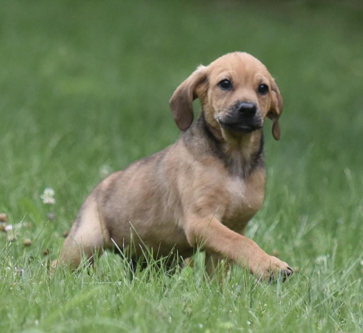 Waylon, Adoptable, Puppy Male Shepherd & Retriever.