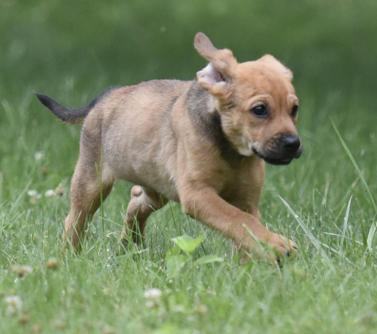 Enlarge Waylon, a Adoptable mixed breed in Mechanicsburg, PA image 2/3