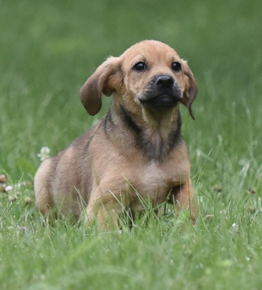 Enlarge Waylon, a Adoptable mixed breed in Mechanicsburg, PA image 3/3