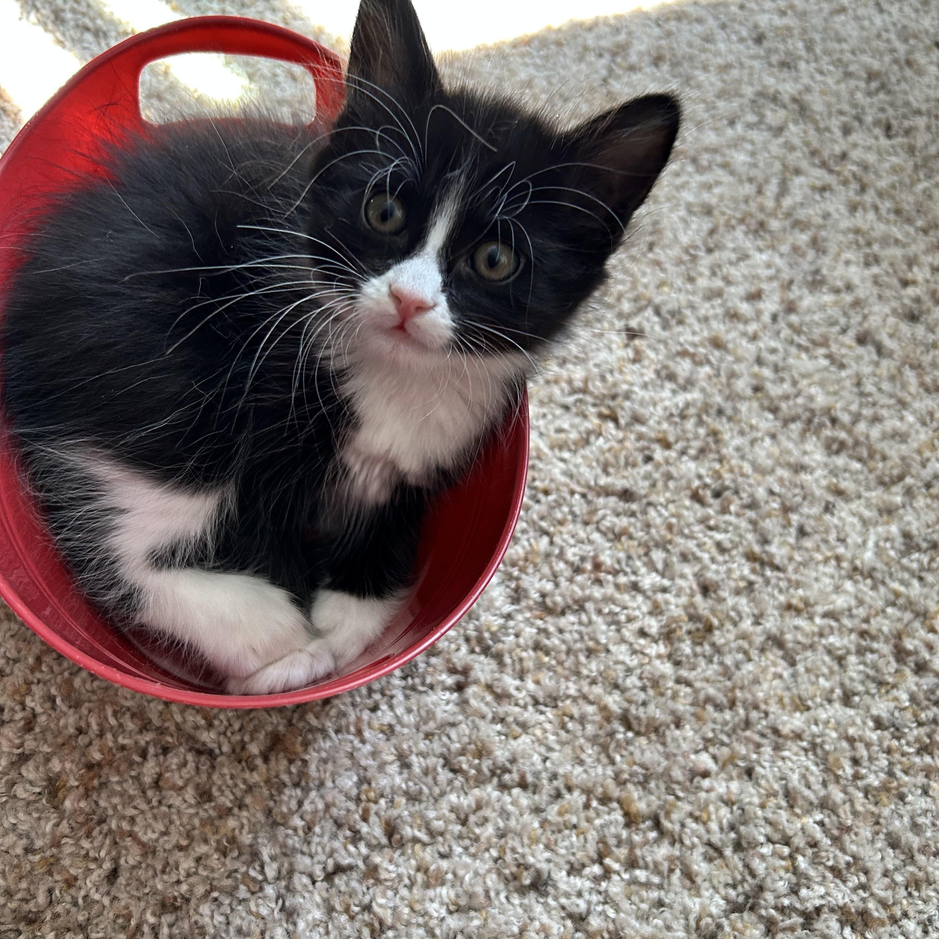 Bolt, a ADOPTABLE Domestic Medium Hair in Portland, OR image 2/4