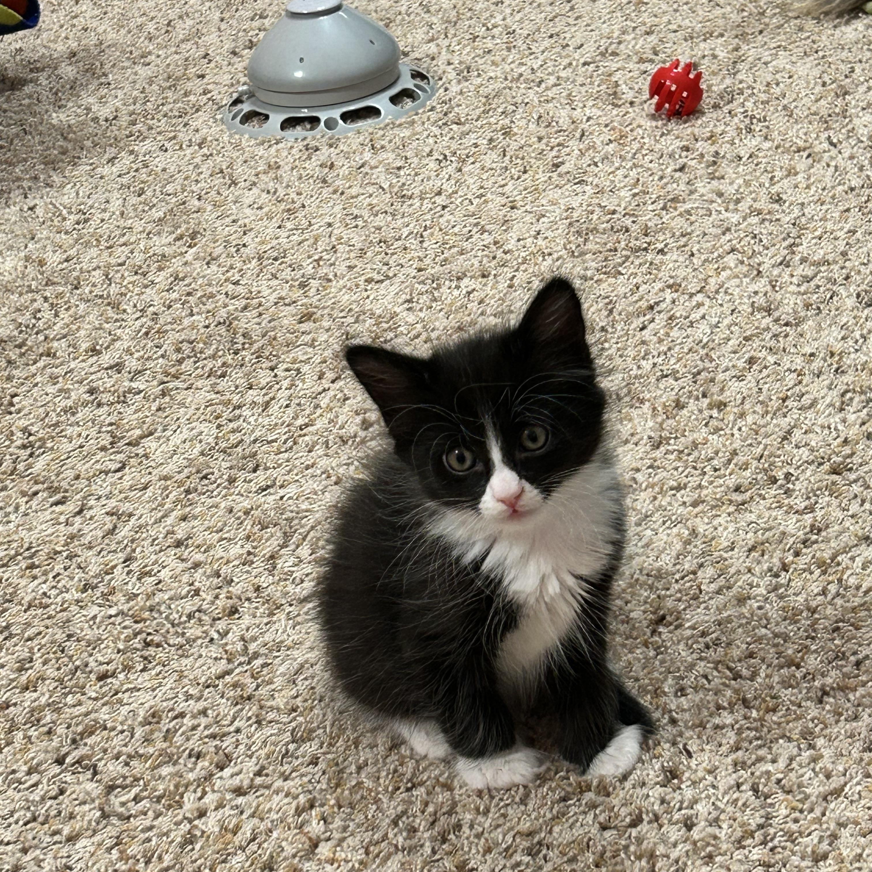 Bolt, a ADOPTABLE Domestic Medium Hair in Portland, OR image 3/4