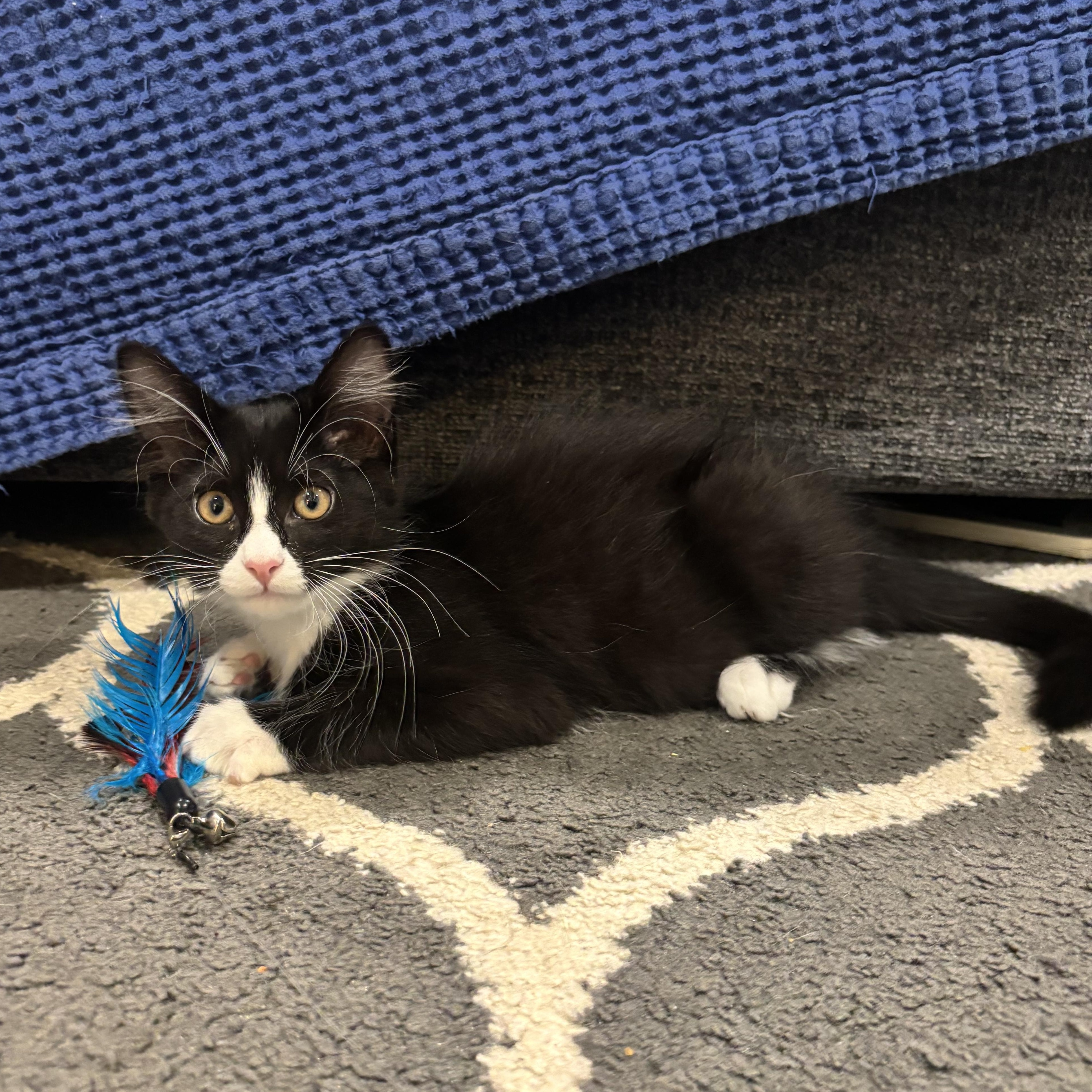 Bolt, ADOPTABLE, Kitten Male Domestic Medium Hair.