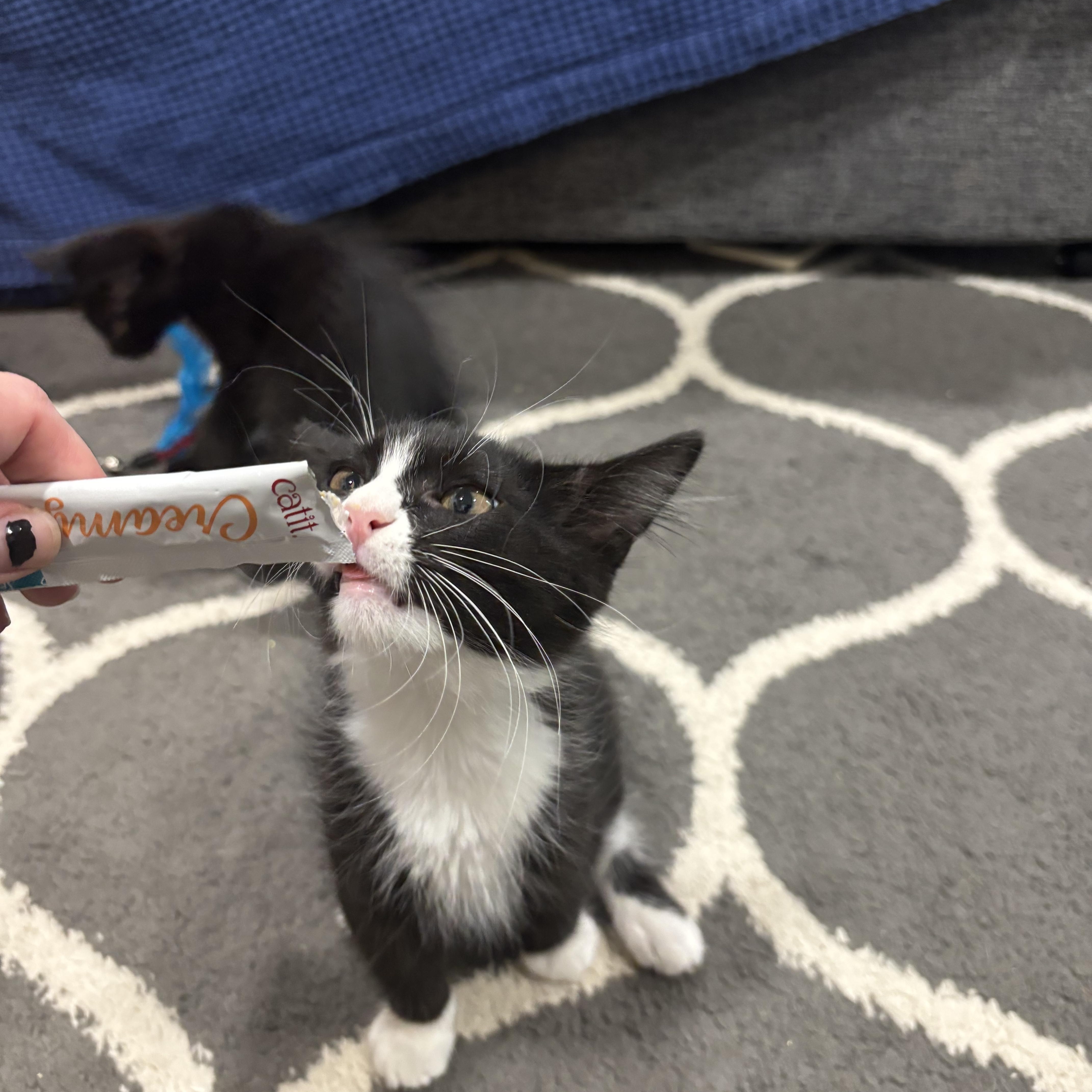 Bolt, a ADOPTABLE Domestic Medium Hair in Portland, OR image 4/4