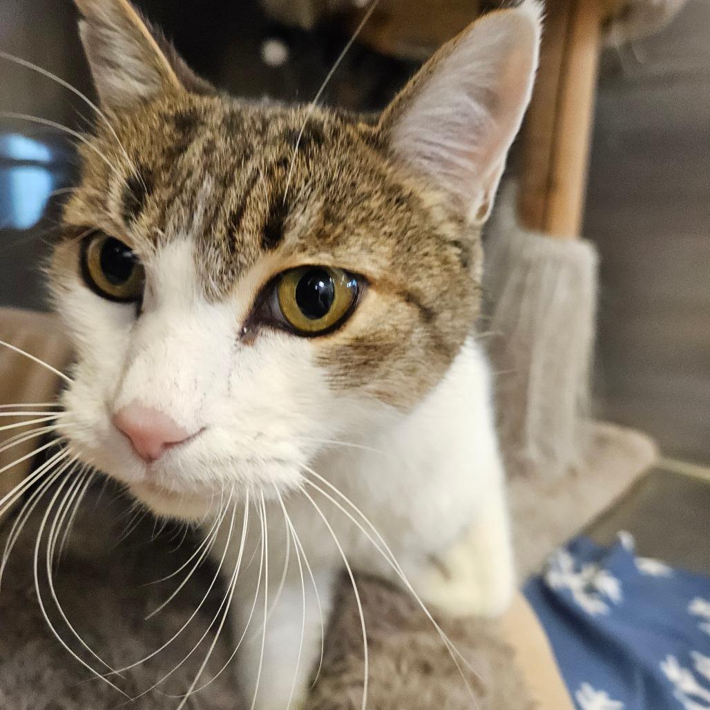 Victor, Adoptable, Adult Male Domestic Short Hair.