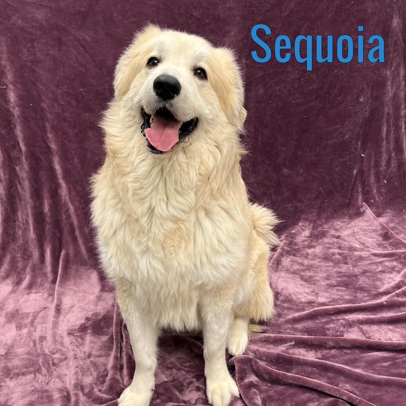 Enlarge Sequoia, a ADOPTABLE mixed breed in Pleasantville, NJ image 1/1