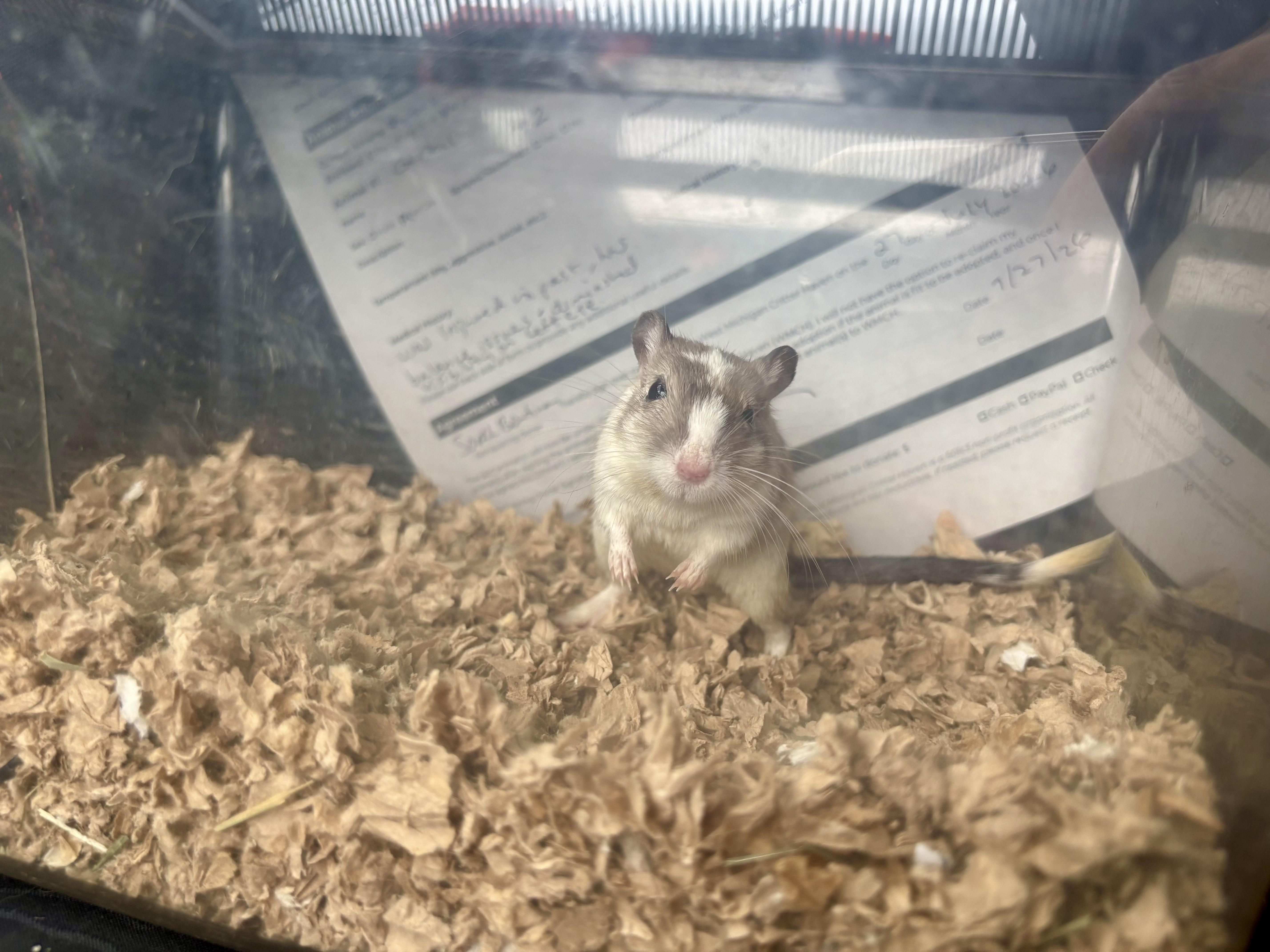 Henrietta, a ADOPTABLE Gerbil in Grand Rapids, MI image 3/3