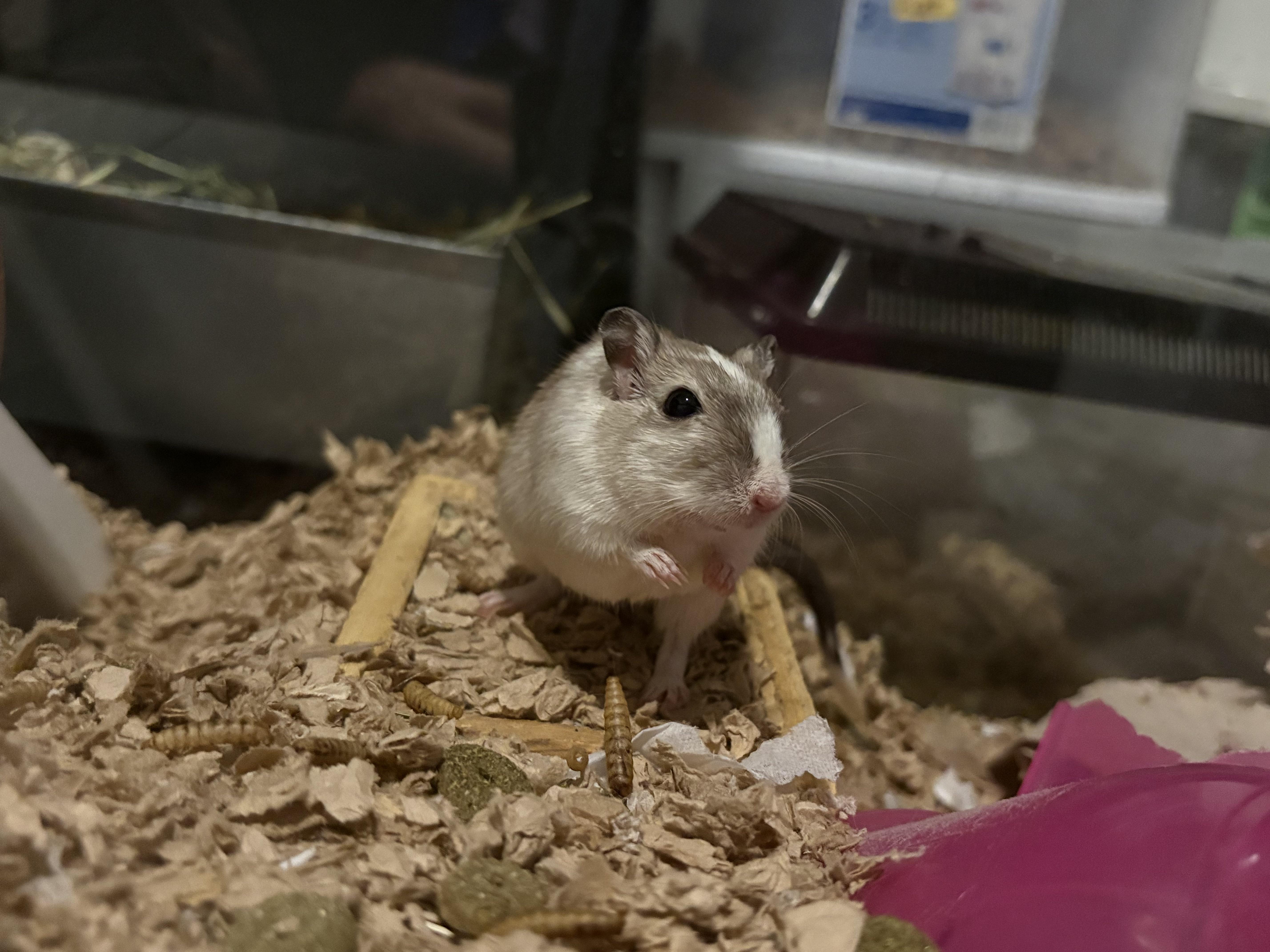 Henrietta, ADOPTABLE, Adult Female Gerbil.