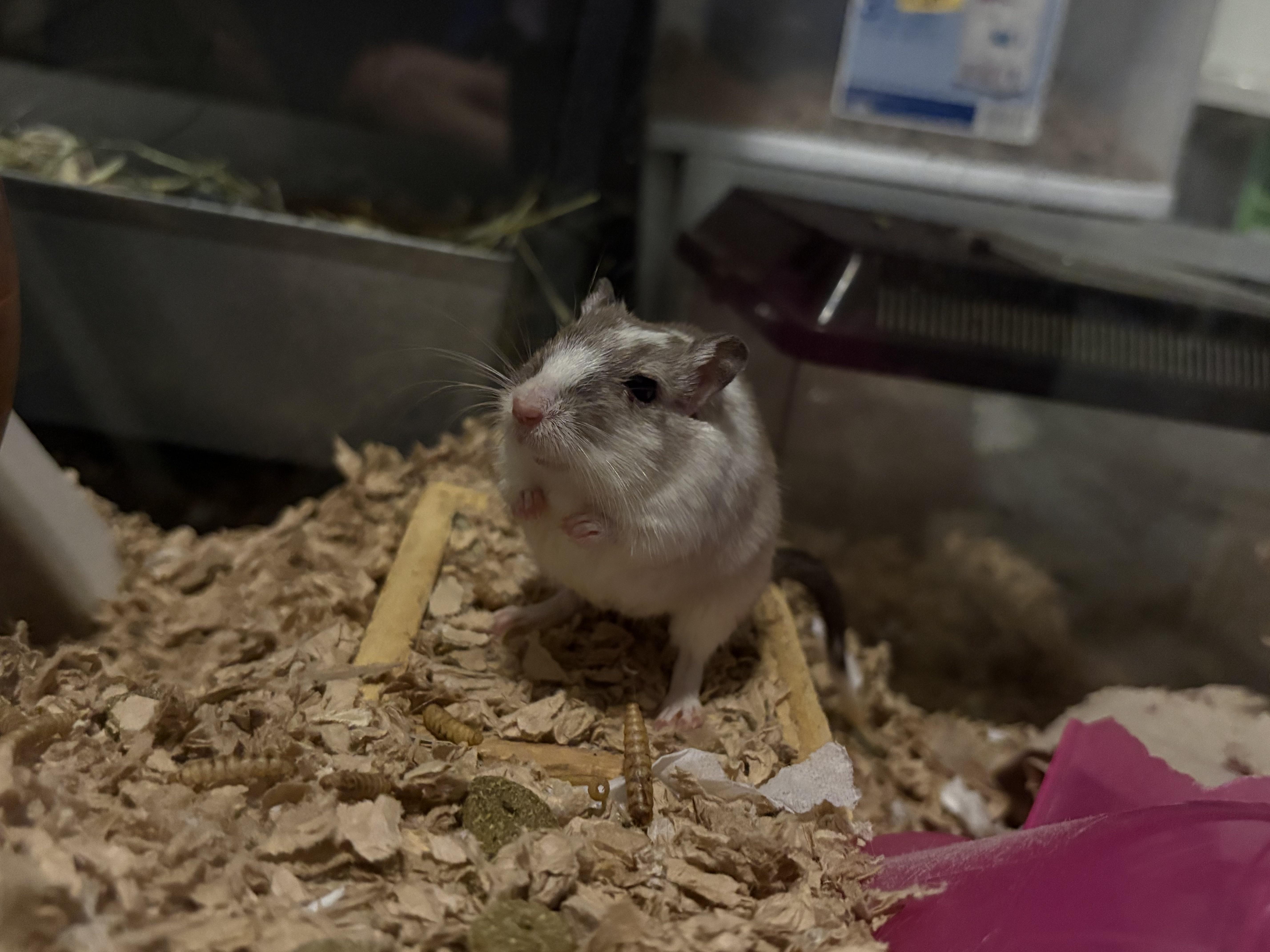 Henrietta, a ADOPTABLE Gerbil in Grand Rapids, MI image 2/3