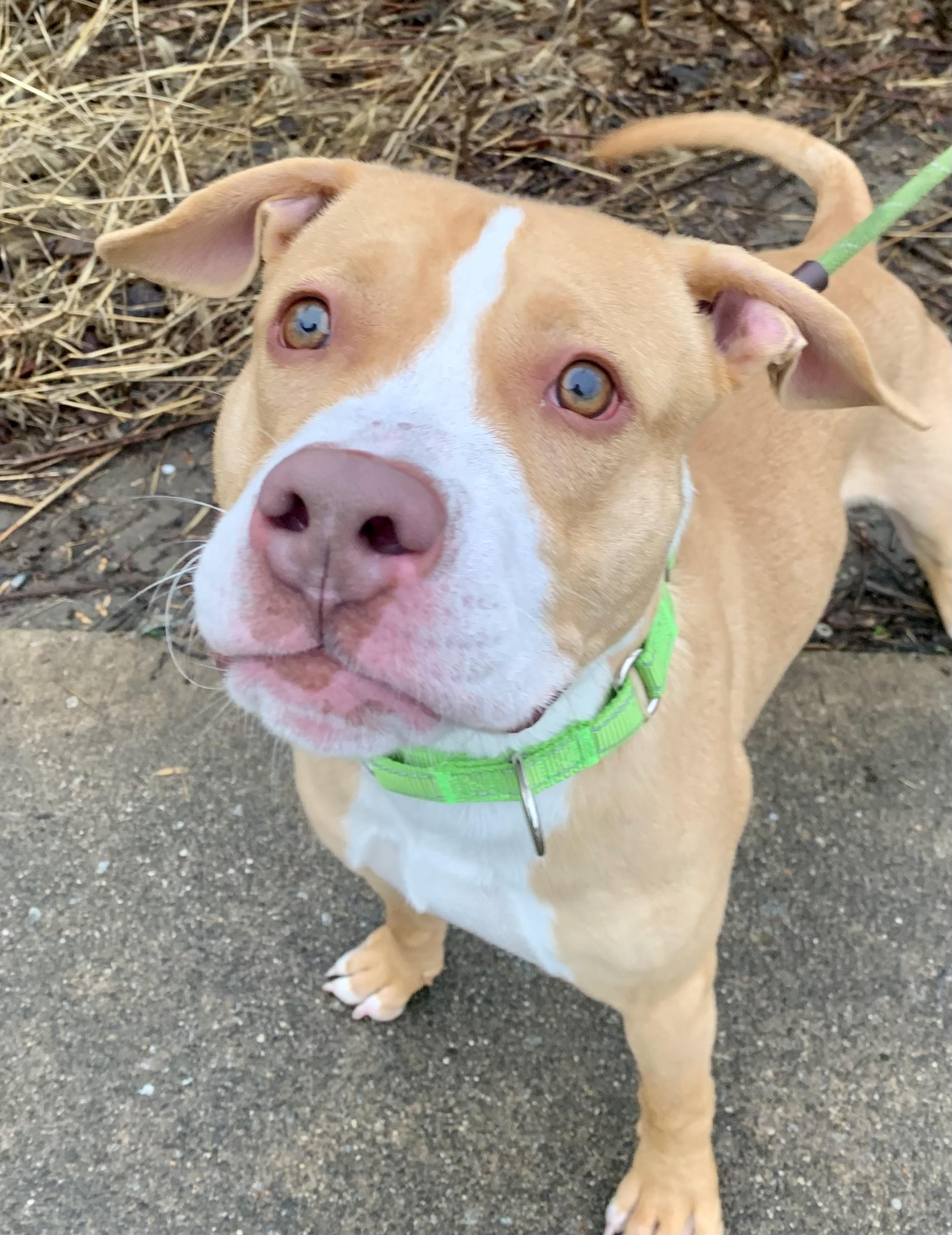 Scottie, adopted, Young Male Mixed Breed.