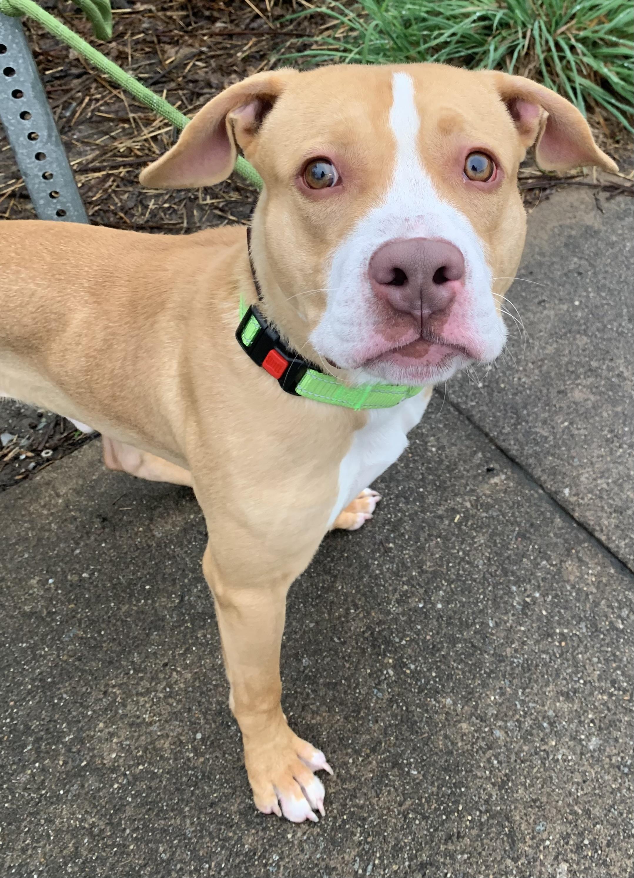 Enlarge Scottie, an adopted Mixed Breed in McKeesport, PA image 2/6