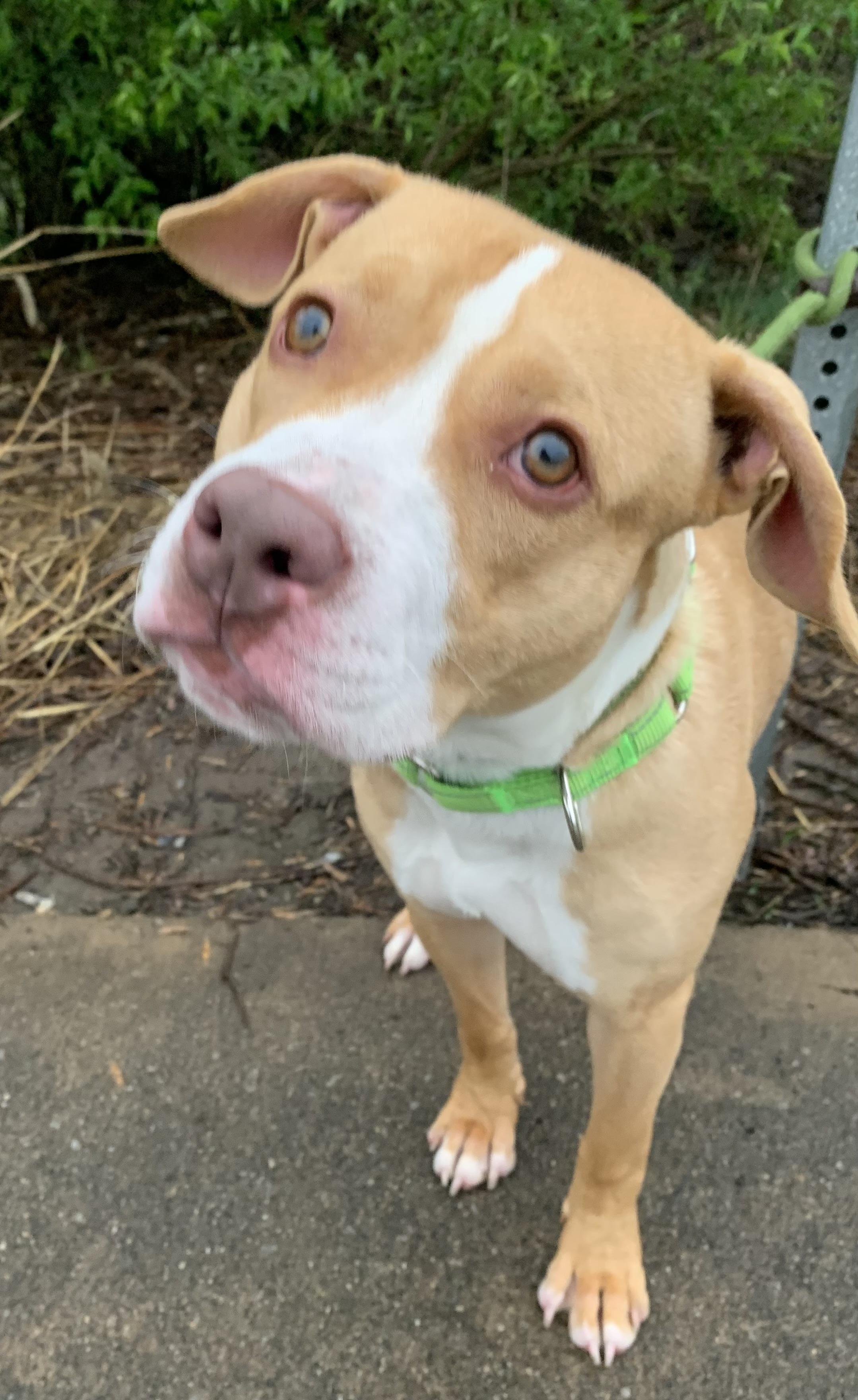Enlarge Scottie, an adopted Mixed Breed in McKeesport, PA image 3/6