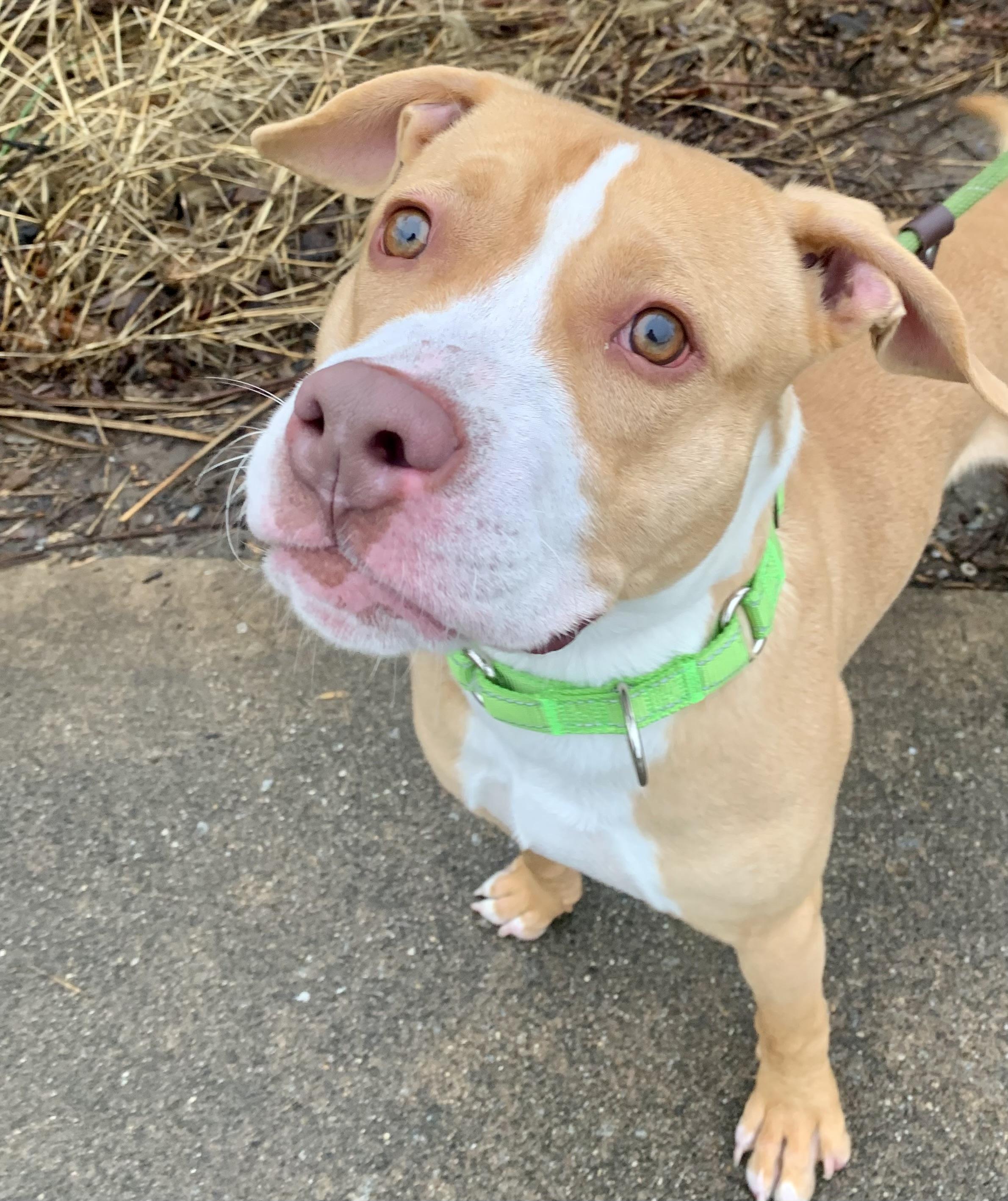 Enlarge Scottie, an adopted Mixed Breed in McKeesport, PA image 4/6