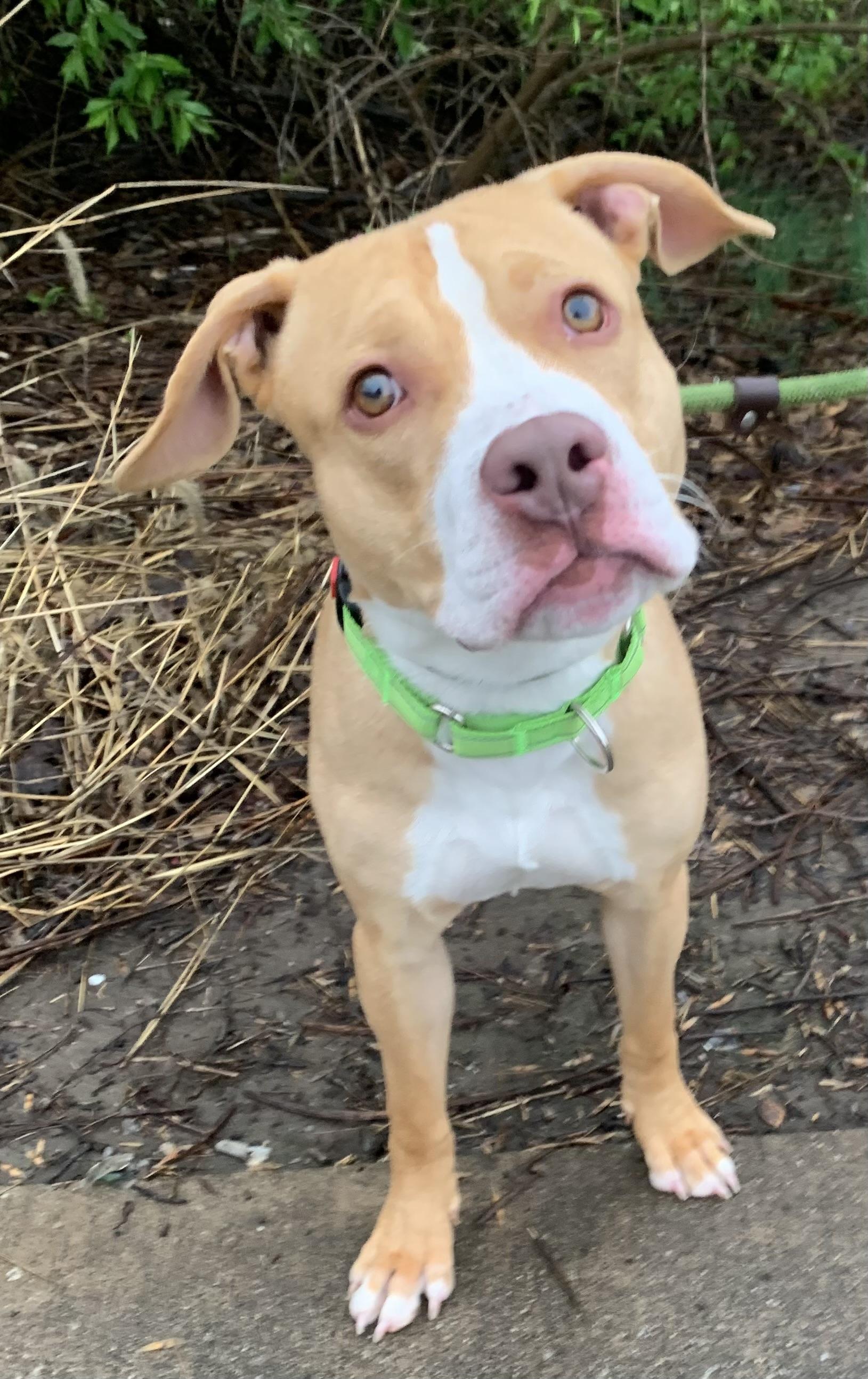 Enlarge Scottie, an adopted Mixed Breed in McKeesport, PA image 6/6