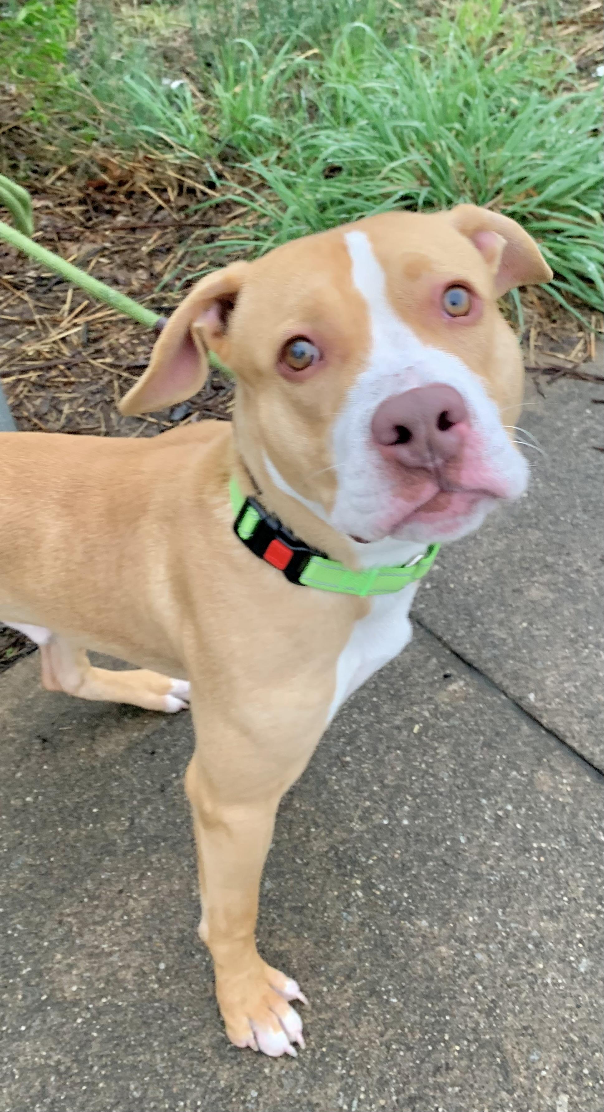 Enlarge Scottie, an adopted Mixed Breed in McKeesport, PA image 5/6