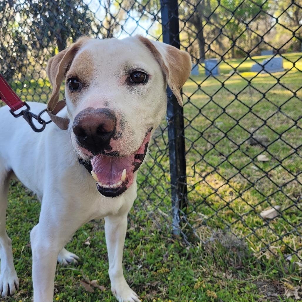 Jargo, Adoptable, Senior Male Hound.