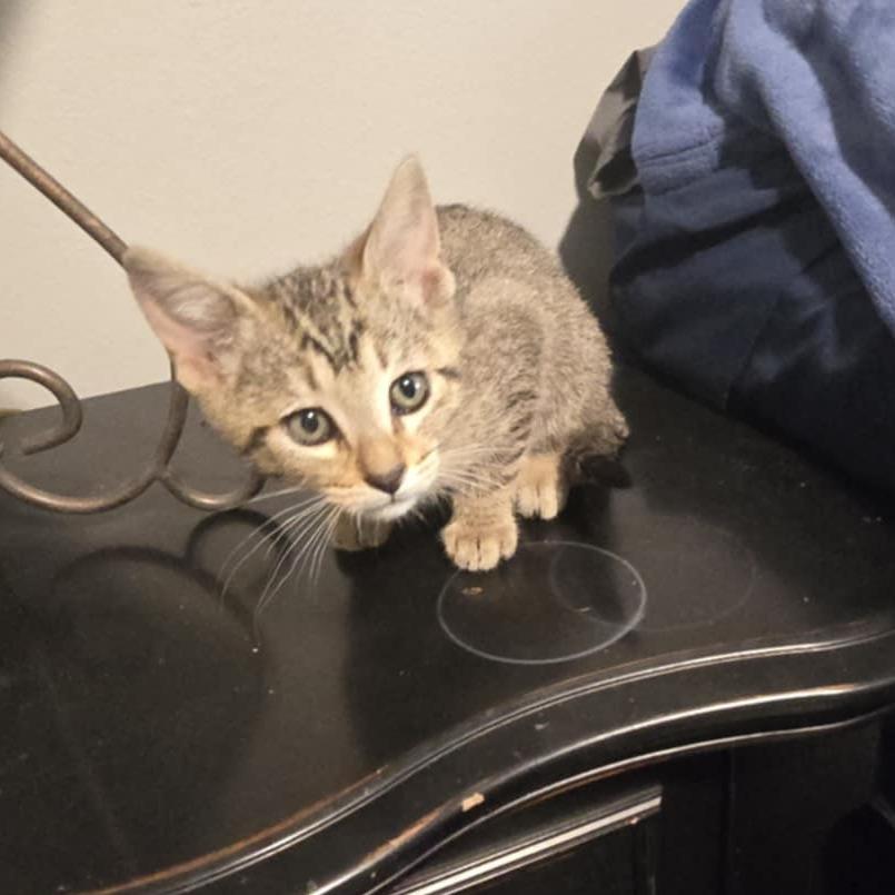 Enlarge Nibbles, a Adoptable Domestic Short Hair in Maple Falls, WA image 1/2