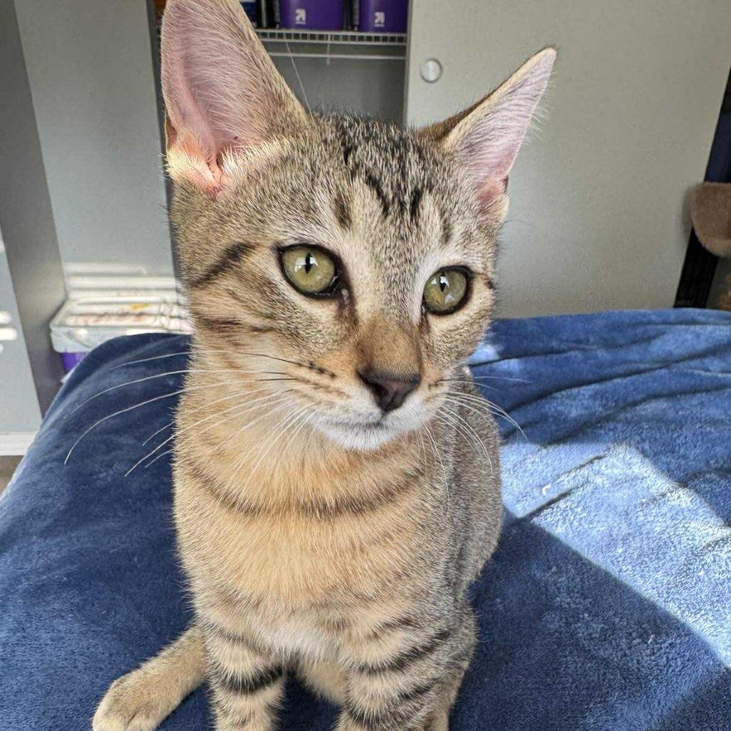 Enlarge Nibbles, a Adoptable Domestic Short Hair in Maple Falls, WA image 2/2