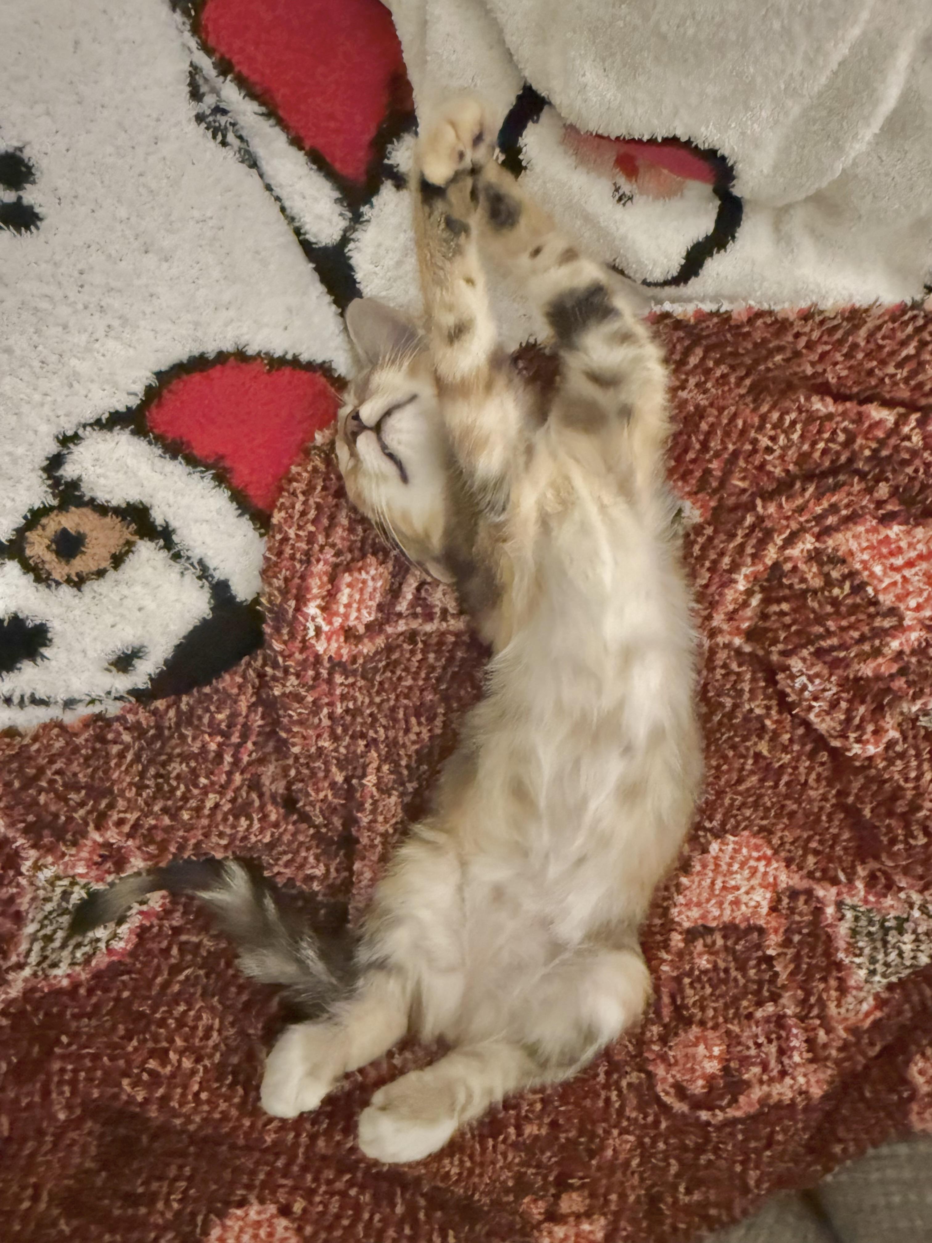 Ravioli, Adoptable, Kitten Female Calico.