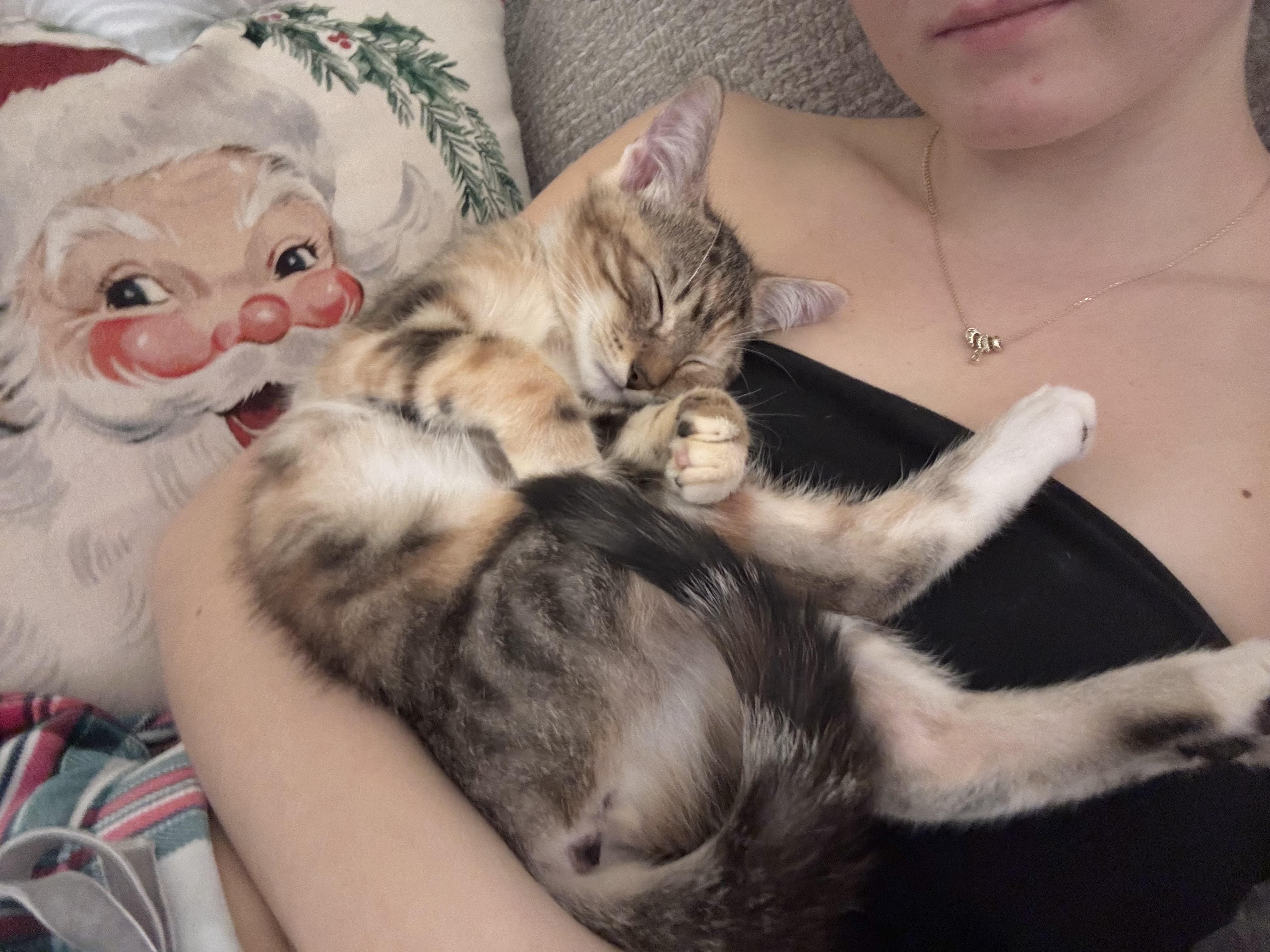 Enlarge Ravioli, a Adoptable Calico in Tavares, FL image 2/5