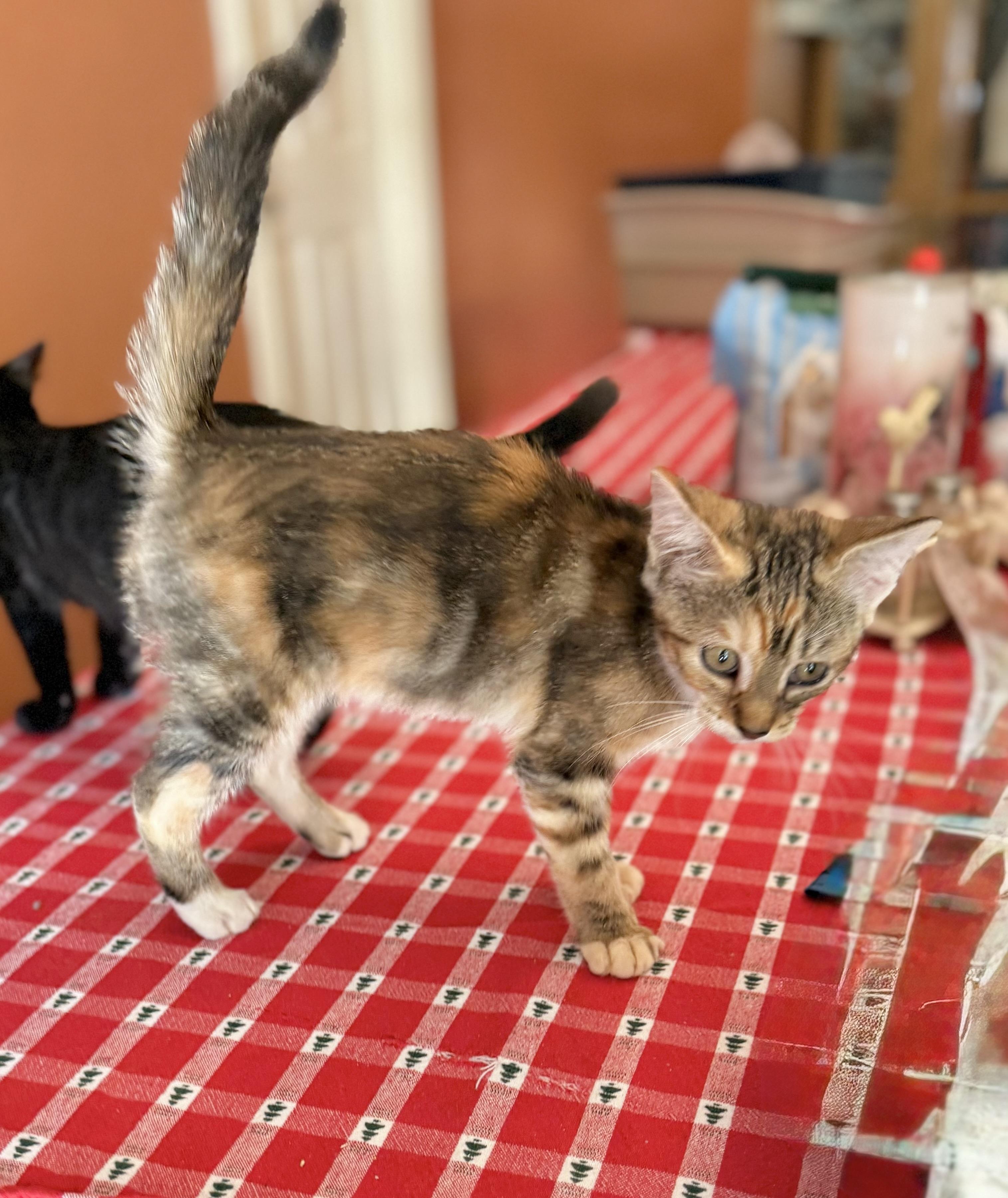 Enlarge Ravioli, a Adoptable Calico in Tavares, FL image 3/5