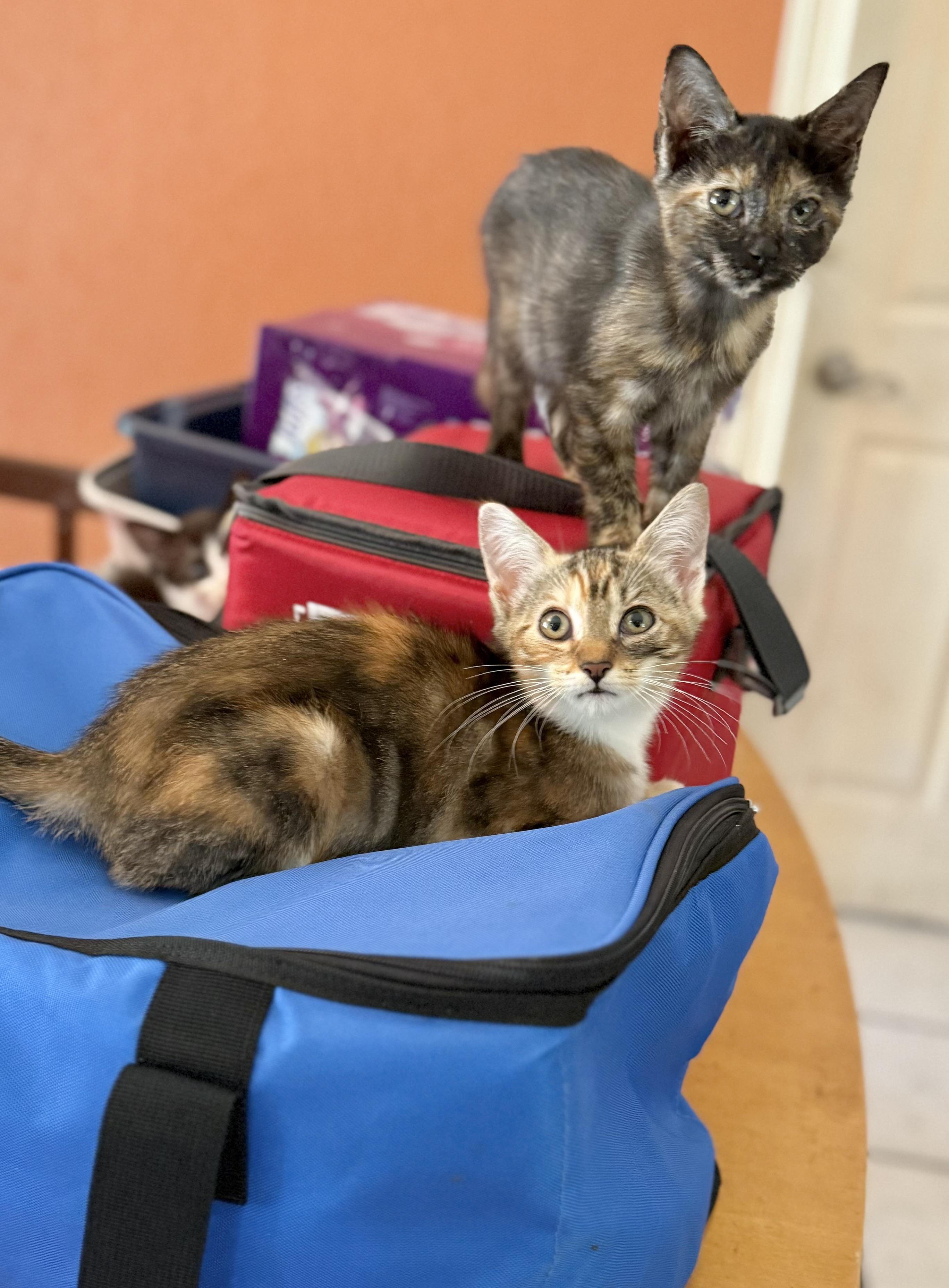 Ravioli, Adoptable, Kitten Female Calico.