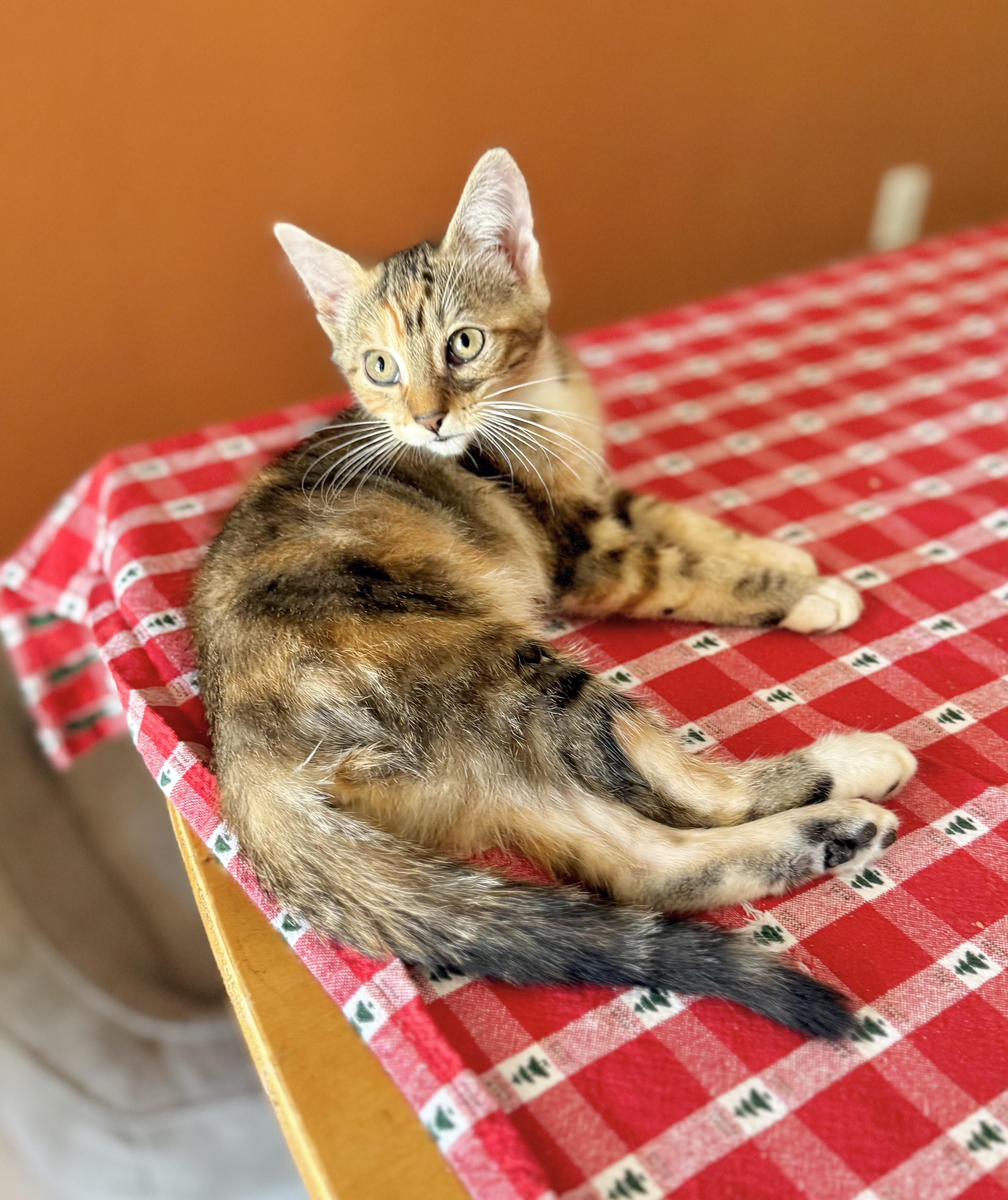 Enlarge Ravioli, a Adoptable Calico in Tavares, FL image 5/5