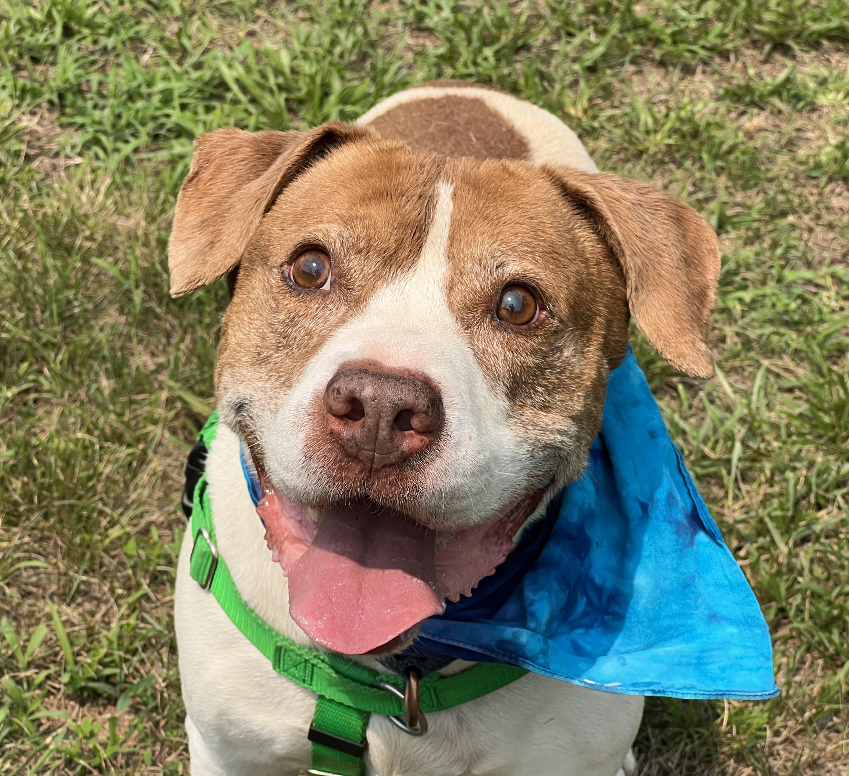 Enlarge Ziggy, a Adoptable mixed breed in Palmyra, VA image 5/6