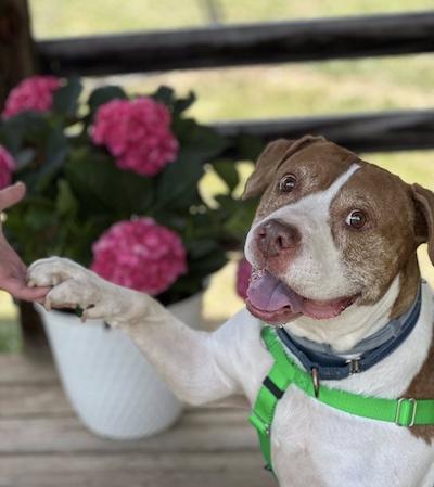 Ziggy, ADOPTABLE, Senior • Male, Hound & American Staffordshire Terrier.