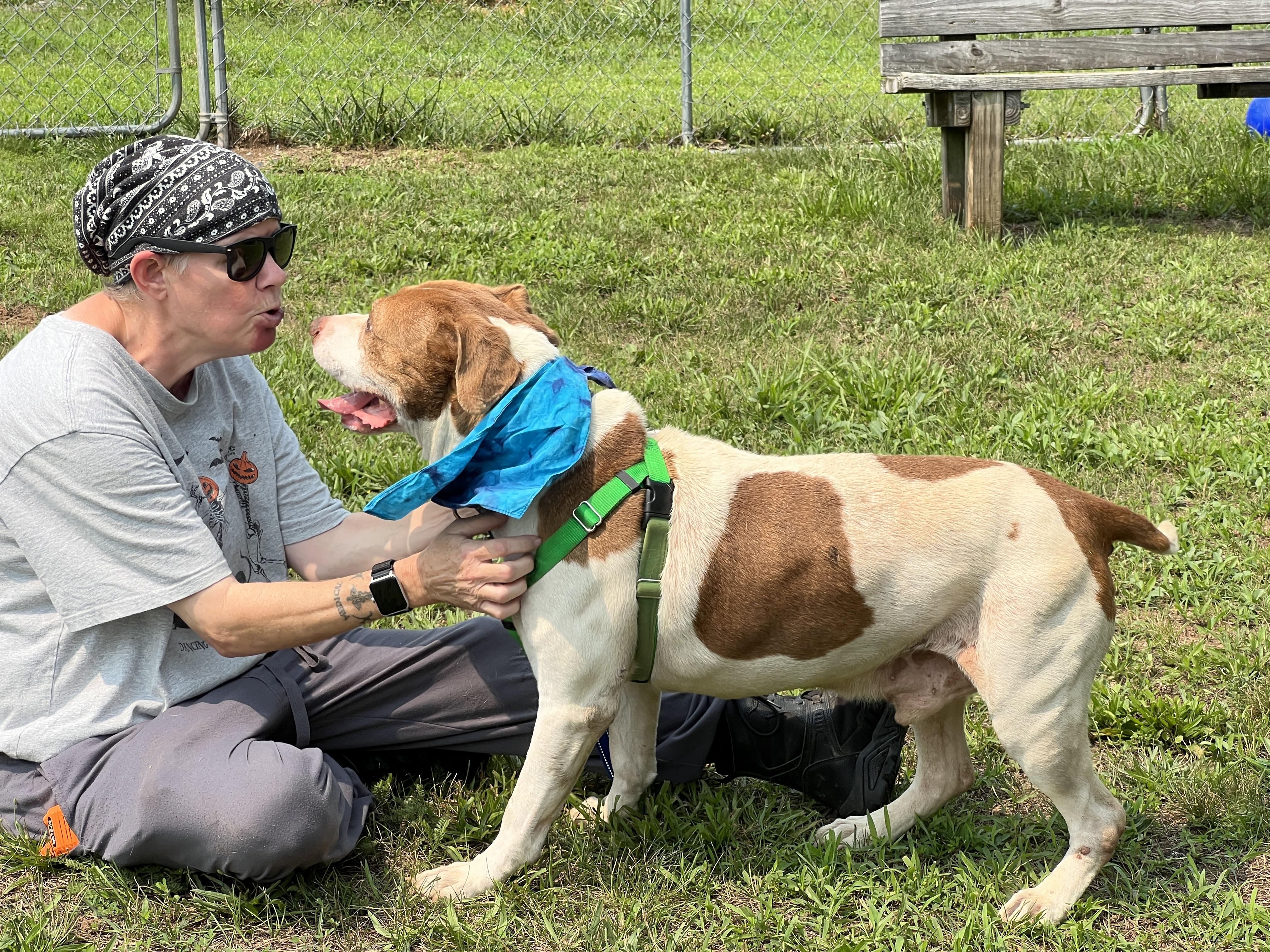 Enlarge Ziggy, a Adoptable mixed breed in Palmyra, VA image 6/6