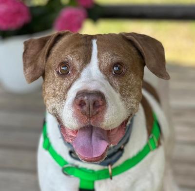 Enlarge Ziggy, a Adoptable mixed breed in Palmyra, VA image 2/6