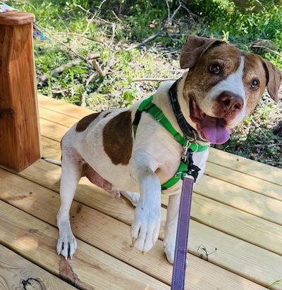Enlarge Ziggy, a Adoptable mixed breed in Palmyra, VA image 3/6