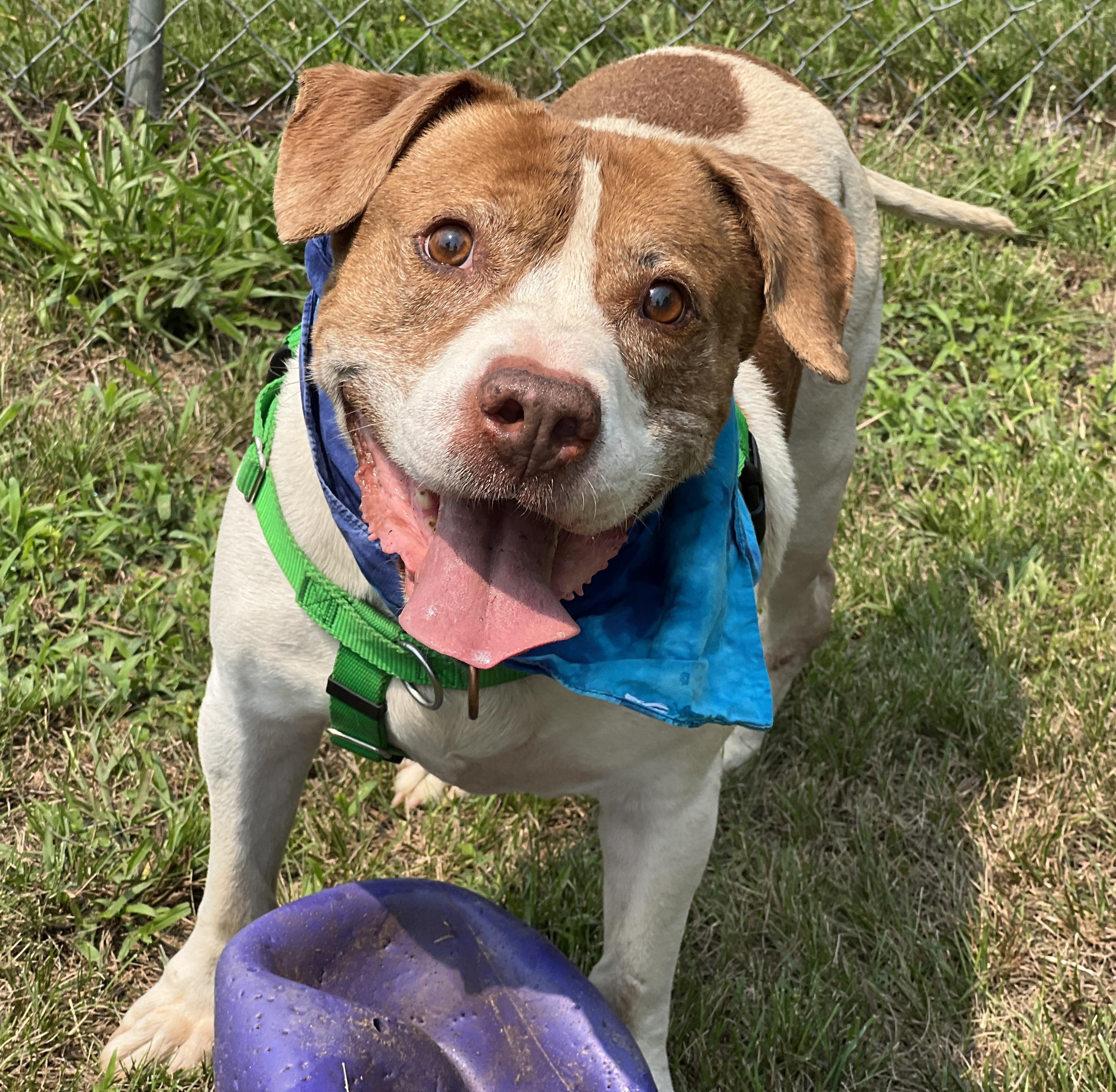 Enlarge Ziggy, a Adoptable mixed breed in Palmyra, VA image 4/6